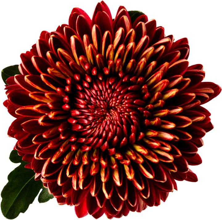 Donkerrode chrysant met geel getipte bloemblaadjes, vrijstaand op wit, enkele bladeren eronder